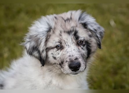 Süße Border Collie -Mudi mix Welpen