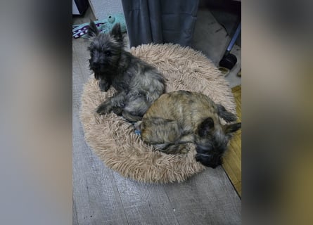 Lustige Kobolde / Cairn Terrier suchen ein Zuhause