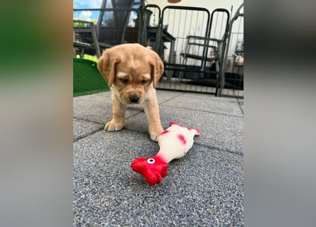 Reinrassige Labrador Welpen m.P. aus liebevoller Zucht