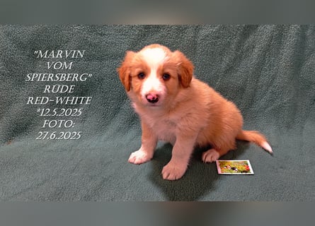 Border Collie-Welpen , black-,choco-,red-white und red-,black-merle