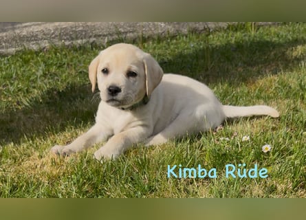 Labrador Retriever Welpen, reinrassig, Ahnenpass uvm., schwarz und gelb