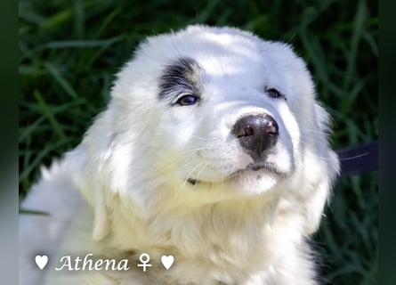 Apollo und Athena suchen ein Zuhause