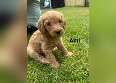 Aussiedoodle / Aussiepoo  F1b