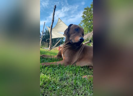 Szczeniaki  Rhodesian Ridgeback/ Pies/Suka Rhodesian Ridgeback/ welpen rhodesian