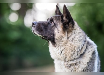 Kendo - ruhiger, ausgeglichener Familienhund - Tierhilfe Franken e.V.
