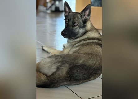 1 Schweitzer Deutscher Schäferhund DDR Linie sucht seinen Herzmenschen