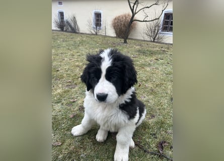 LANDSEER WELPEN mit FCI papieren