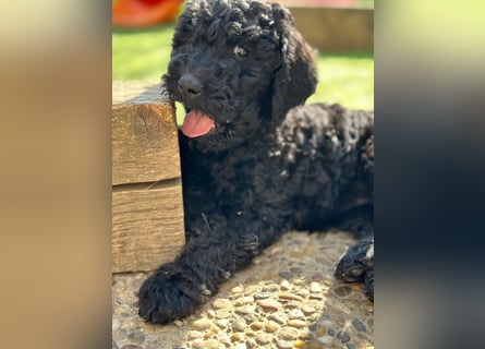 Goldendoodle F1b
