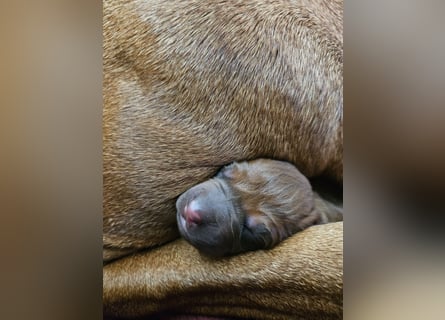 Rodesian Ridgeback Welpen im Kennel "Free Spirit"