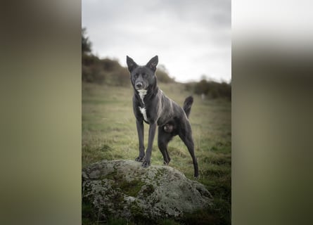 Canaan Dog-Welpen (Kanaan-Hund)