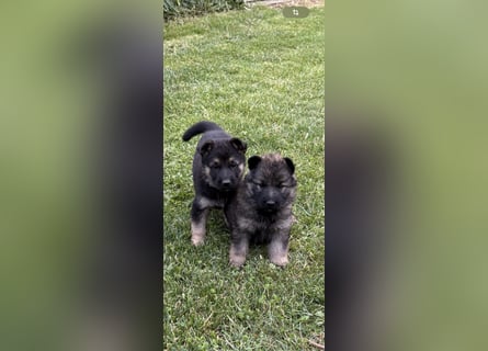Verkaufe Deutsche Schäferhundwelpen