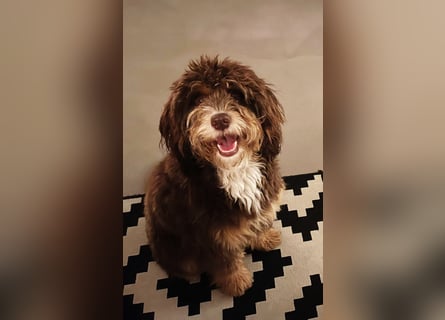 Aussiedoodle Traum ! Bezaubernde Welpen in tollen Farben aus erfahrener+überprüfter Familienaufzucht