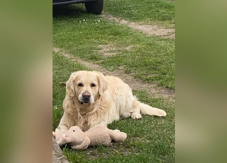 Golden Retriever Deckrüde
