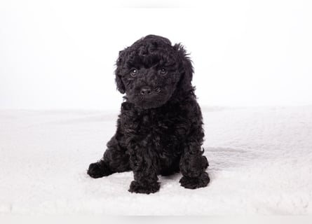 Maltipoo