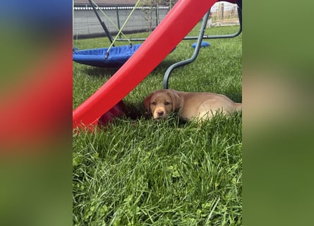 Labrador Welpen mit Ahnentafel