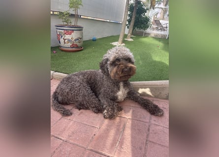 Lagotto Romagnolo Welpen reinrassige