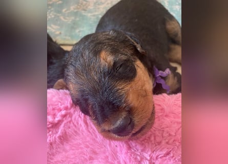 Typvolle Airedale Terrier Welpen aus Leistungszucht VDH/KfT