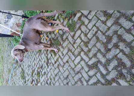 Weimaranermischling