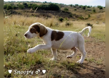 Susi und Snoopy suchen ein Zuhause