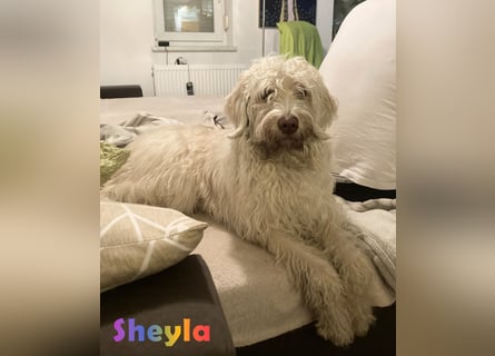 Goldendoodle & Labradoodle Labrador+Golden+Retriever+Pudel Welpen