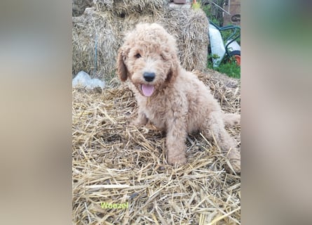 Wunderschöne Labradoodle Welpen, dürfen jetzt ausziehen!