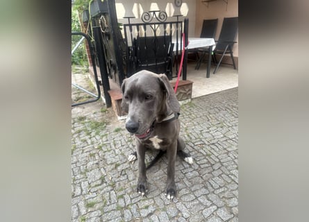 Deutsche Dogge