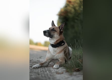 Mica – Abenteurer mit Herz sucht erfahrenes Zuhause