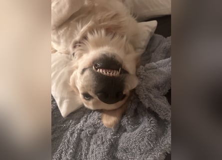 Golden Retriever Mädchen