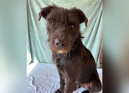 ❤️ RANDY mit den traurigen Augen - 1 Jahr, 45cm/15kg - Schnauzer-Mix