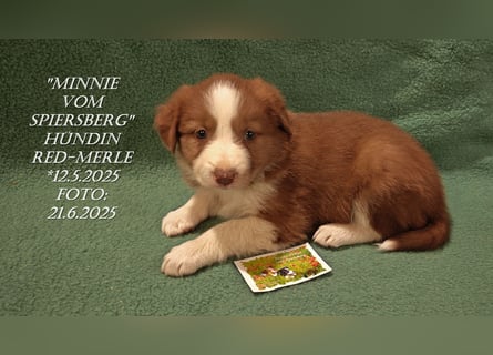 Border Collie-Welpen , black-,choco-,red-white und red-,black-merle