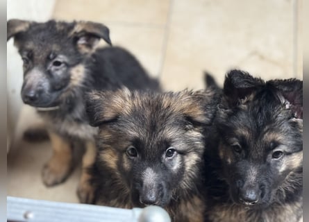 Deutsche Schäferhund Welpen  - Berlin Nähe