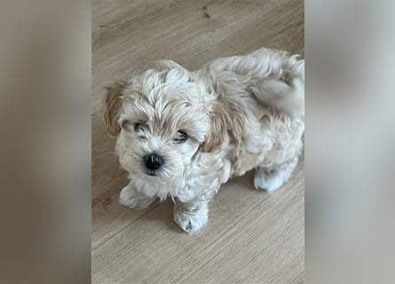 Maltipoo Welpen noch eine Hündin!