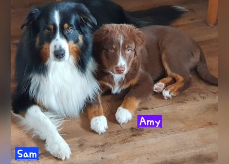 Australian Shepherd Welpen bald abgabebereit!