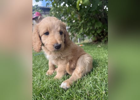 Aussiedoodle / Aussiepoo  F1b