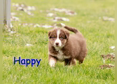 Zuckersüße Australian Shepherd Welpen ASCA
