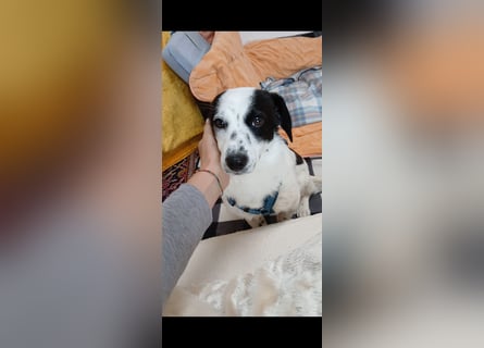 Josie sucht Herzensmensch fürs Leben