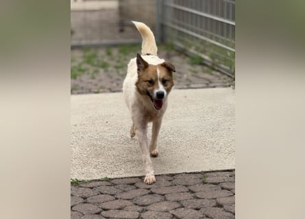 Adel – für Menschen, die lieber einen Hund richtig lieben als zwei halb“