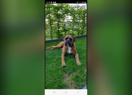 Wunderschöne Boxerwelpen!