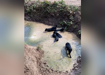 Schwarze Labrador-Labrador/Apenzeller Welpen