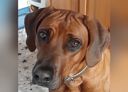 Rhodesian Ridgeback Welpen aus toller Verpaarung