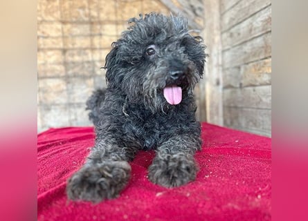 superlieber Kuschelhund MAILO - 2,5 Jahre, 45cm/14kg - Puli-Schnauzer-Mix