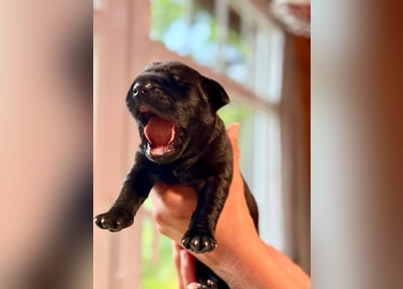 Wurf Cane Corso/Flat & Broholmer