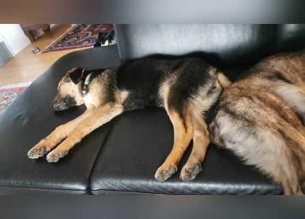 Gigi  ist in der Südpfalz zu besuchen