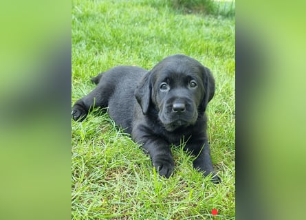 Labrador Welpen mit Ahnentafel, abzugeben ab Mitte /Ende Mai