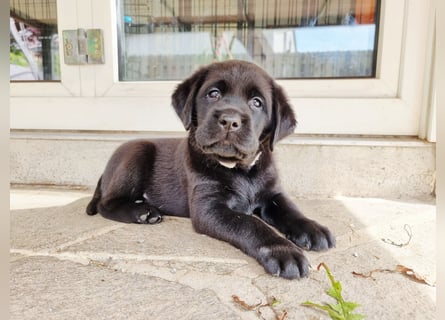 Edle Labrador Welpen mit Ahnentafel, Nachkommen von Champions