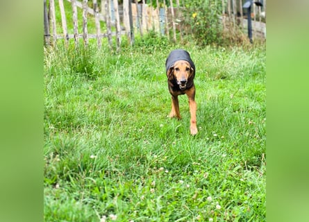 Rocco  - dringend - ein Überlebenskünstler sucht ein neues Zuhause