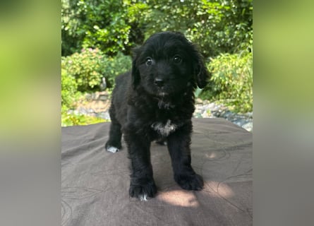 Aussiedoodle Welpen mini / medium F1