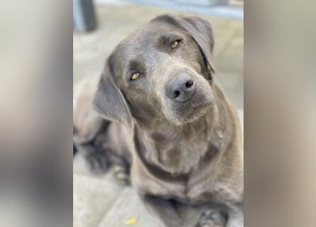 Reinrassige, schwarze Labrador-Welpen von der Mecklenburger Seenplatte