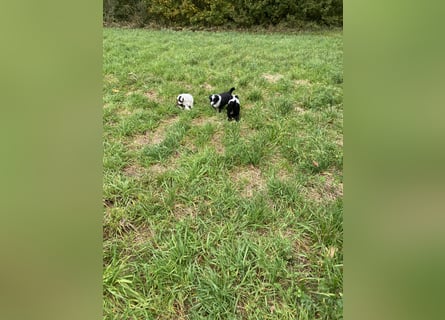 Mini Aussie - Miniature American Shepherd