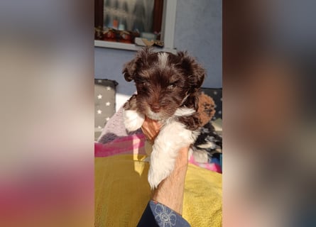 American zwergschnauzer BRUNO